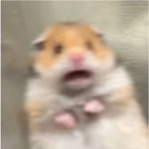 HAMSTER IMUT 1