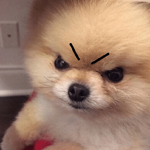 Perritos enojados 🔥😡 9