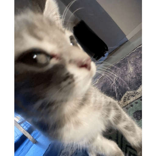 Gatitos ☺️ 4