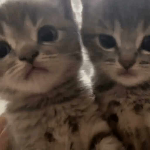 Michis bebes 🥺 1