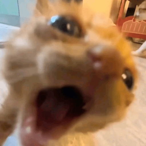 Gatitos 🙊 4