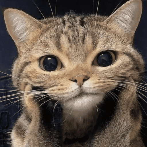 Gatinhos fofos 6