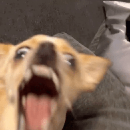 🐾Perritos Reacciones #4 15