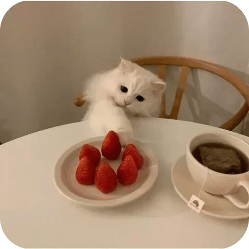 Gatos funny cats 😺🐈‍⬛ 14