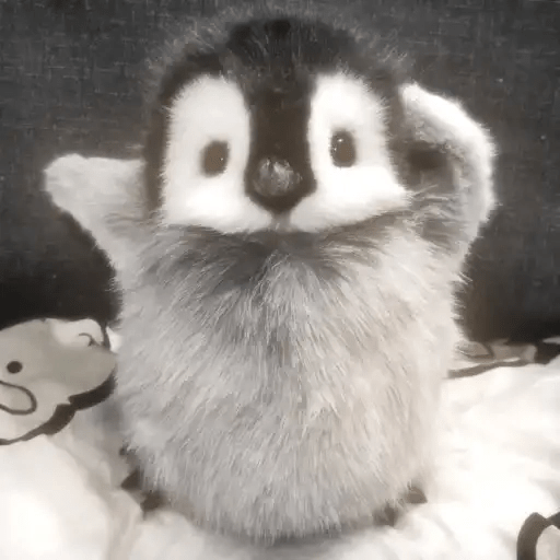 💓 Pingüinos bebé 3🐧 9
