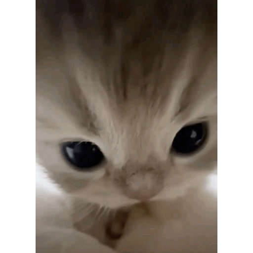 Gatitos 😝 2