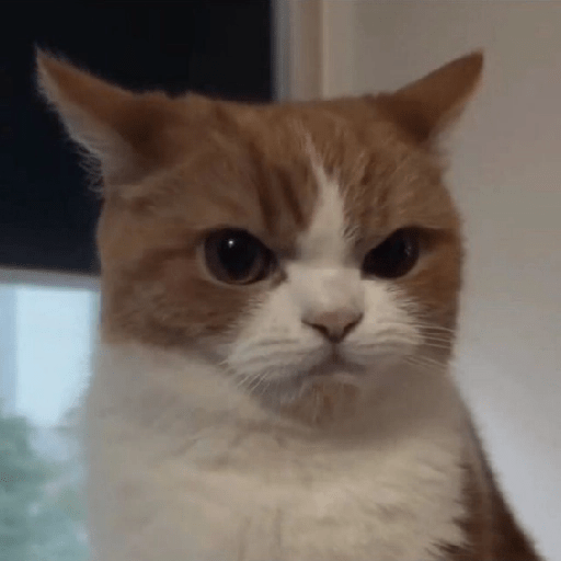 Gatitos enojados 😡 🔥 8