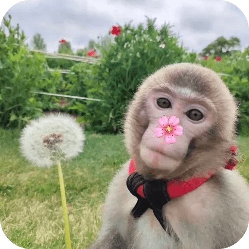Monitos bonitos tiernos 🌸🙈 4