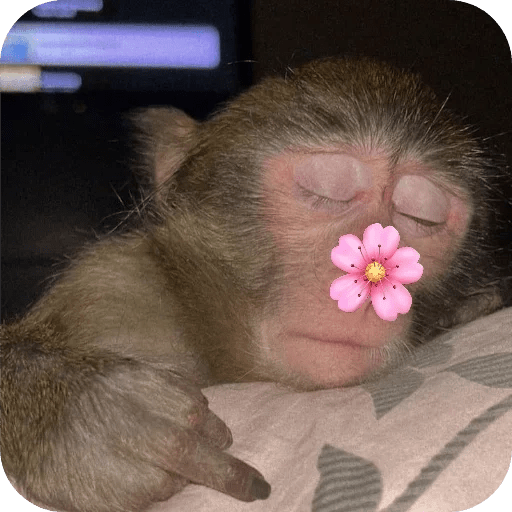 Monitos bonitos tiernos 🌸🙈 23