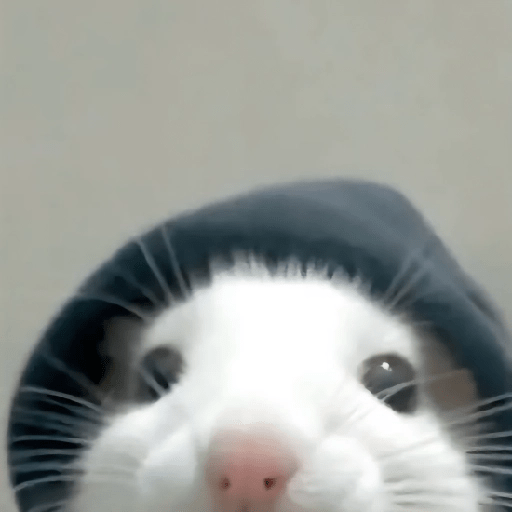 🐀Ratitas y Hámsters 🐹 15