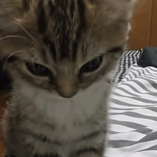 Gatitos 😝 4
