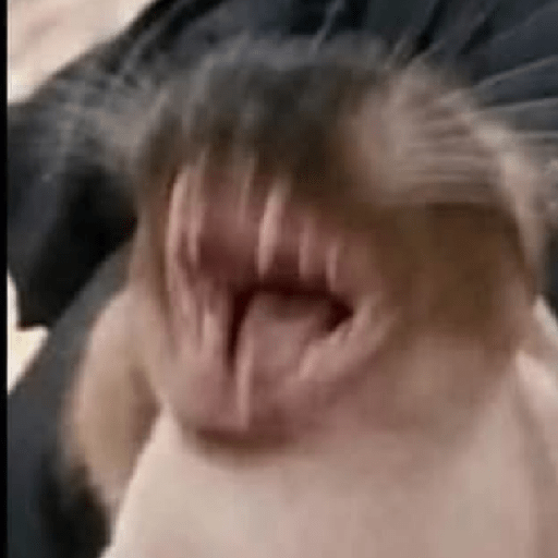 Memes 77 10