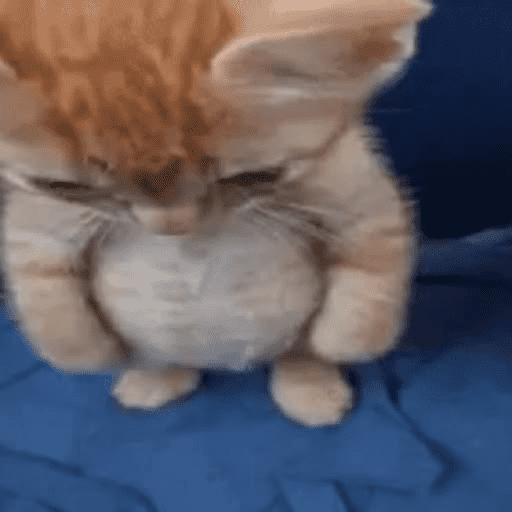 Gatinhos fofos 9