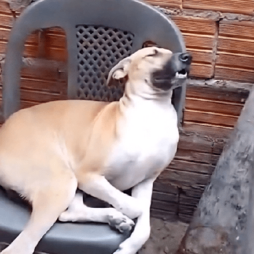 Perritos Reacciones #5 🐩 3