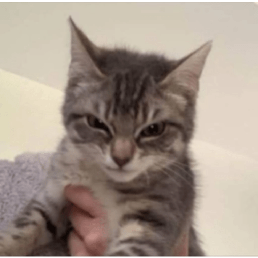 Gatitos enojados 😡 🔥 3