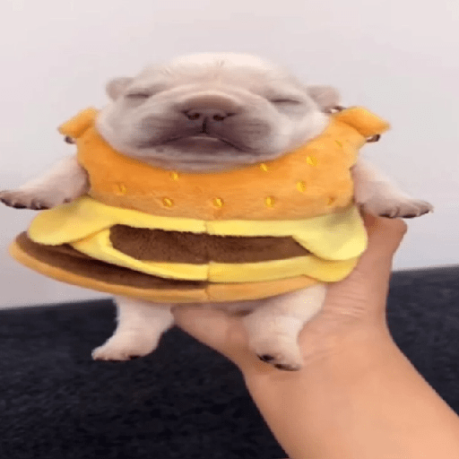 🪂🫯 Pibble Dog - TikTok 🫯🪂 6