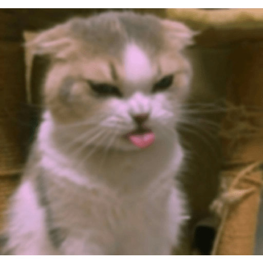Gatitos enojados 😡 🔥 1