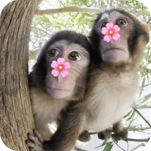 Monitos bonitos tiernos 🌸🙈 1