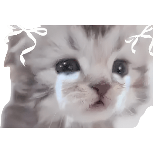 Gatitos memes viral 🔥 3