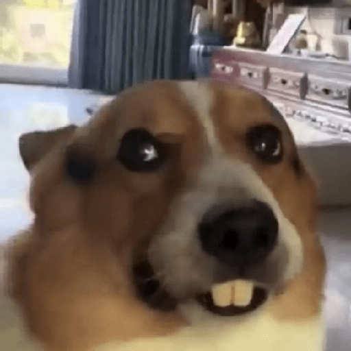 🐾Perritos Reacciones #4 1
