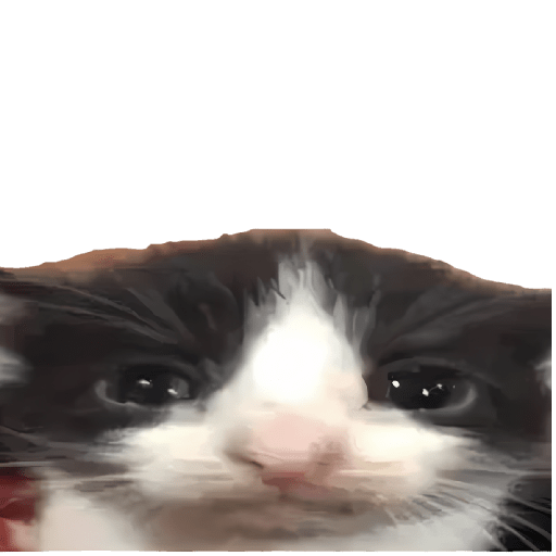 Gatitos memes viral 🔥 1