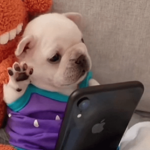 🪂🫯 Pibble Dog - TikTok 🫯🪂 14