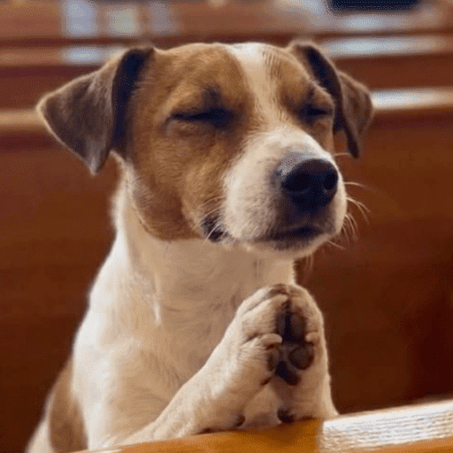 Reações animais  11
