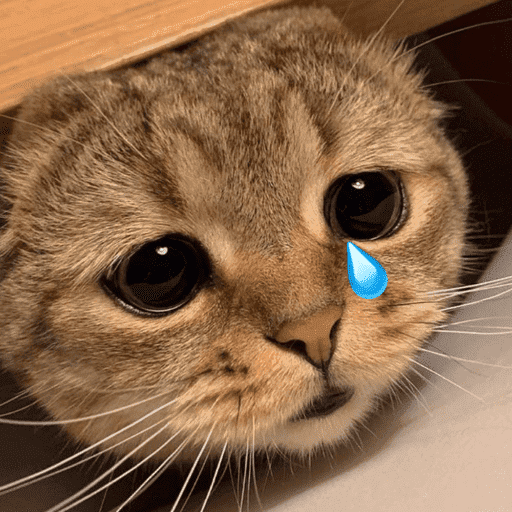 Gatinhos fofos 12