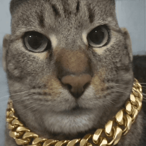 Animais engraçados  12
