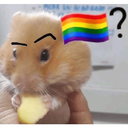 HAMSTER IMUT 17