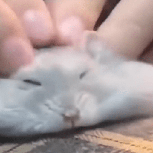 🧿 Hamster ratas roedores🐭🐁🐹🐀 27