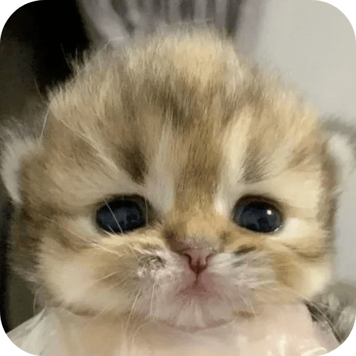 Gatos funny cats 😺🐈‍⬛ 11