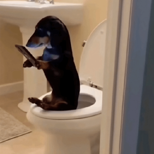 Perritos Reacciones #5 🐩 10