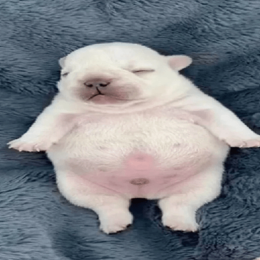 🪂🫯 Pibble Dog - TikTok 🫯🪂 11