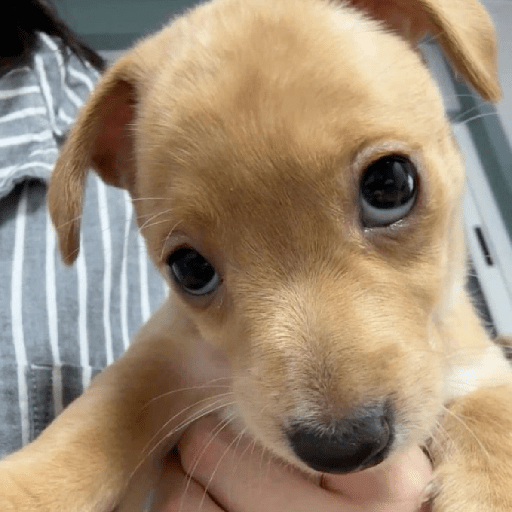 Perritos 🤭 8
