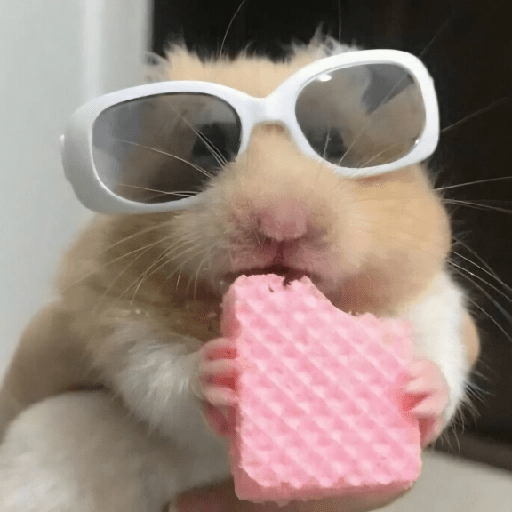 🐀Ratitas y Hámsters 🐹 20