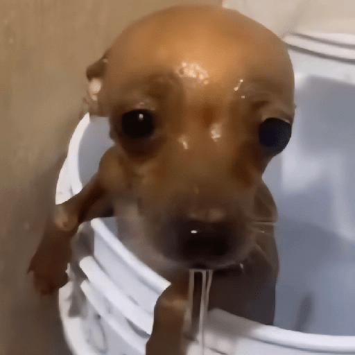 Perritos Reacciones #5 🐩 4