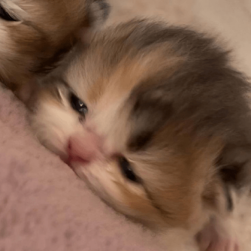 Michis 🥰 1