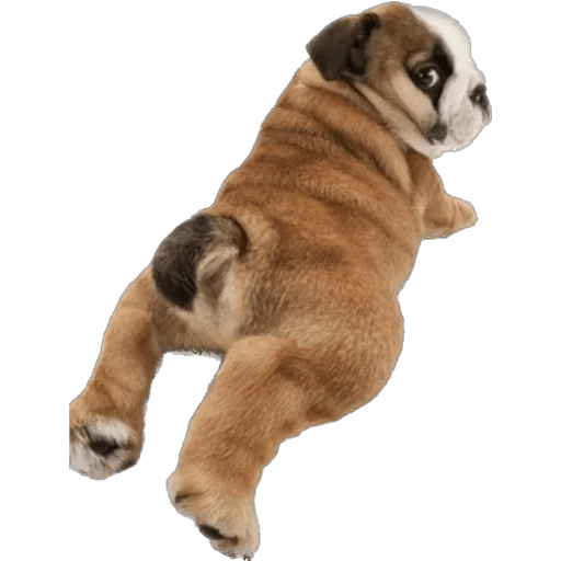 Perritos divertidos 🐶💘 6
