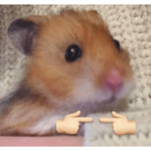 HAMSTER IMUT 5