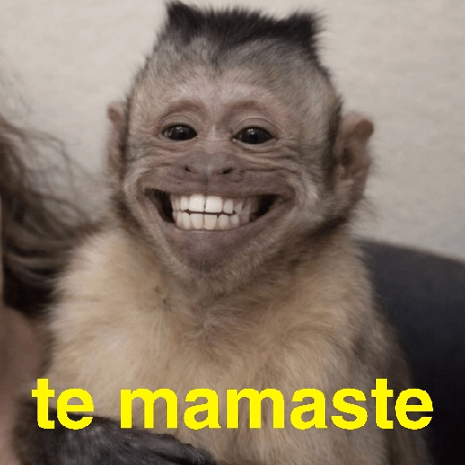 Changuitos Random 🐒 3