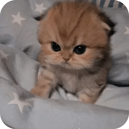 Gatos funny cats 😺🐈‍⬛ 3