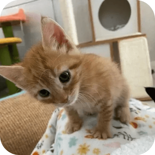 Gatos funny cats 😺🐈‍⬛ 4