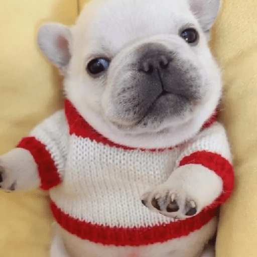 🪂🫯 Pibble Dog - TikTok 🫯🪂 12