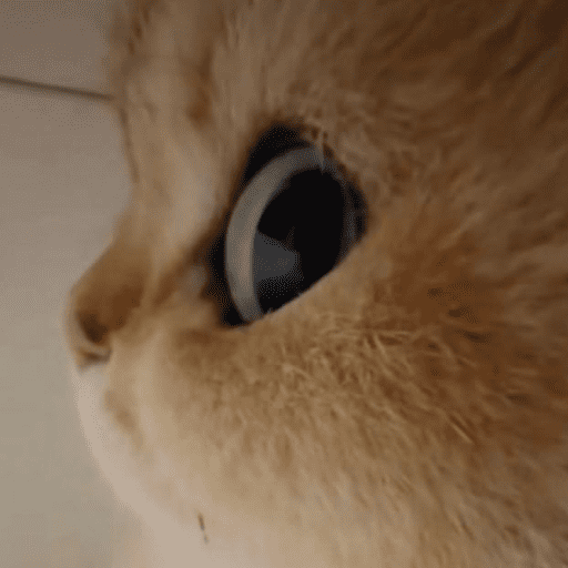 Gatinhos fofos 13