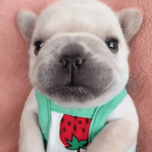 Pibble 11