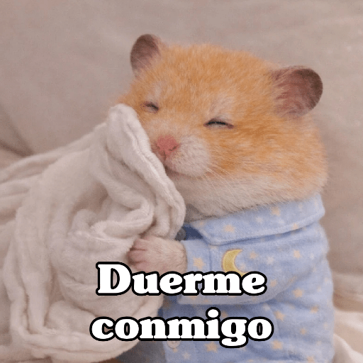 🧿 Hamster ratas roedores🐭🐁🐹🐀 22