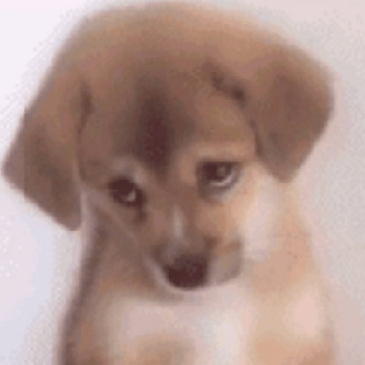 Perritos enojados 🔥😡 6