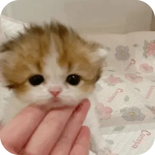 Gatos funny cats 😺🐈‍⬛ 6