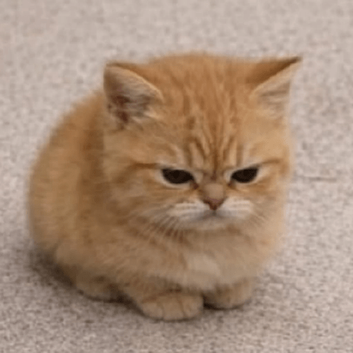Gatitos enojados 😡 🔥 12